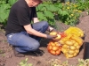 Juli 2018. Een mooie droge aardappel-oogst.
