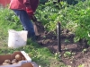 Juli 2018. Een mooie droge aardappel-oogst.